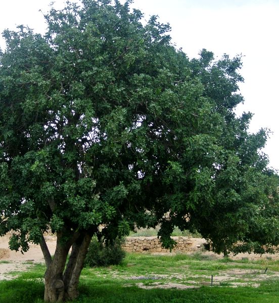 Ceratonia siliqua - Karob